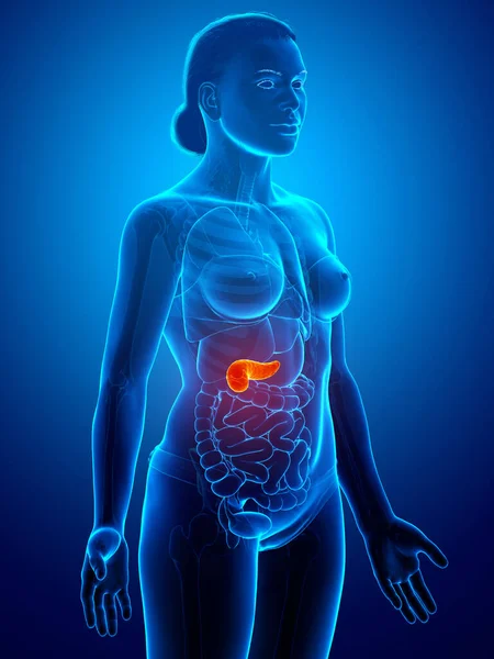 3D绘制的 医学上准确的女性胰腺图像 — 图库照片