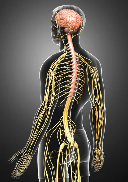 Renderizado Ilustración Médicamente Precisa Del Sistema Nervioso Sistema Esquelético — Foto de Stock