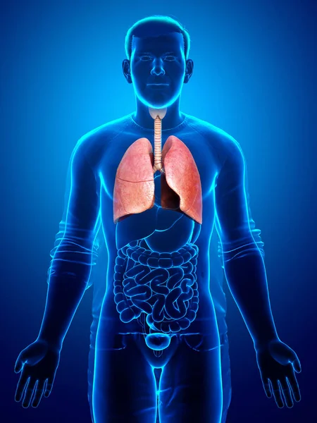 Renderizado Ilustración Médicamente Precisa Una Anatomía Pulmonar Masculina — Foto de Stock