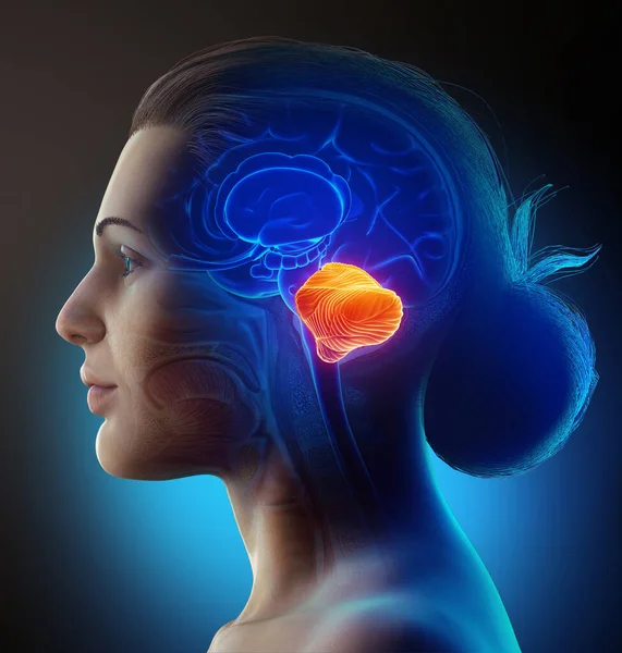 Візуалізація Медично Точна Ілюстрація Жіночого Мозочка — стокове фото