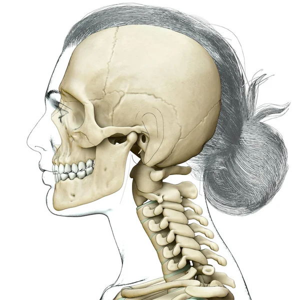 Renderizado Medicamente Preciso Ilustração Scull Feminino Anatomia Pescoço — Fotografia de Stock