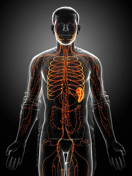 Візуалізація Медично Точна Ілюстрація Чоловічої Лімфатичної Системи — стокове фото