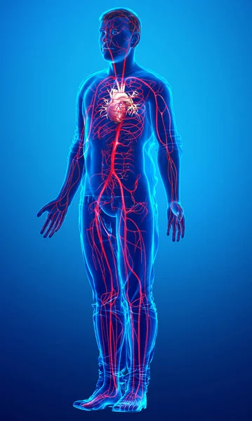 Reso Illustrazione Clinicamente Accurata Delle Arterie Maschili — Foto Stock