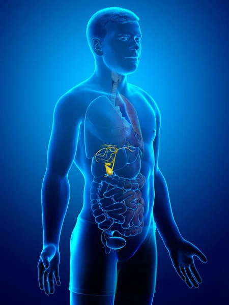 Rendu Illustration Médicalement Exacte Vésicule Biliaire Organes Masculins Anatomie — Photo