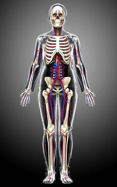Orvosilag Pontos Illusztrációja Női Keringési Csontváz Rendszer — Stock Fotó