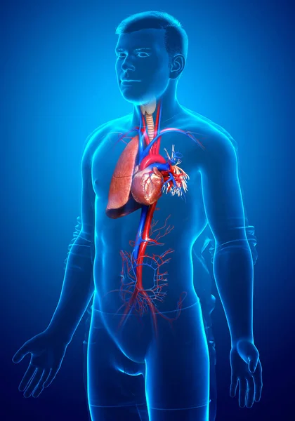 Rendered Medically Accurate Illustration Male Lung Anatomy — Stock Photo, Image