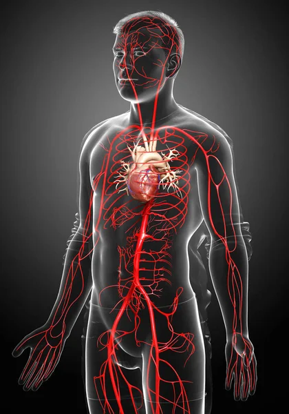 Gerenderte Medizinisch Korrekte Darstellung Männlicher Arterien — Stockfoto