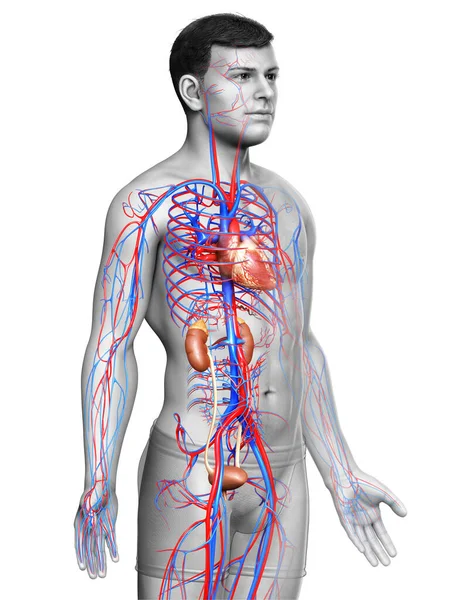 Vykreslené Lékařsky Přesné Ilustrace Ledvin Oběhového Systému — Stock fotografie