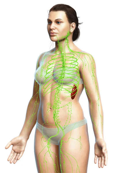 Renderizado Ilustración Médicamente Precisa Sistema Linfático Femenino — Foto de Stock