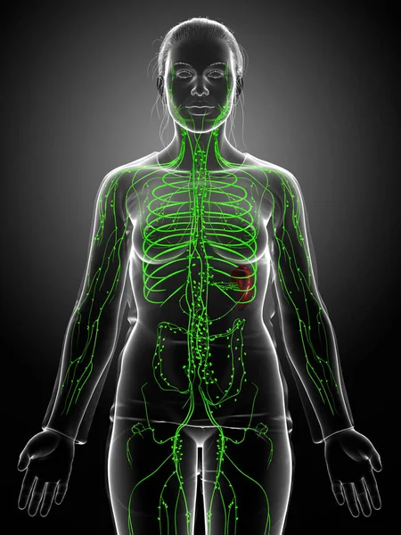 Gerenderte Medizinisch Genaue Darstellung Eines Weiblichen Lymphsystems — Stockfoto