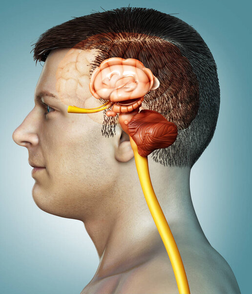 3d оказана медицинская точная иллюстрация мужской анатомии мозга