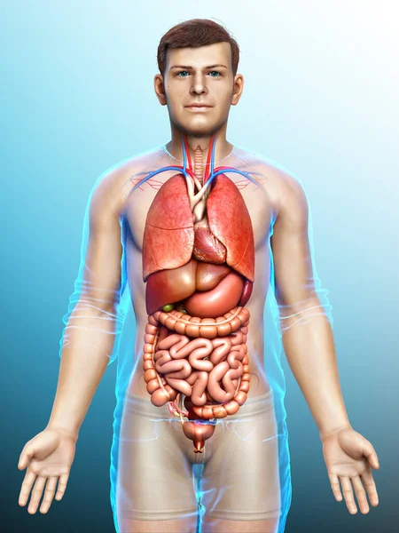Gjorde Medicinskt Korrekt Illustration Manliga Inre Organ — Stockfoto
