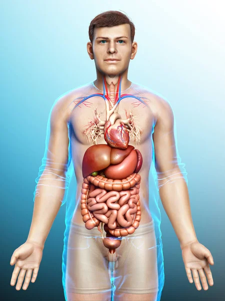 Kiolvasztott Orvosilag Pontos Illusztrációja Férfi Emésztőrendszer — Stock Fotó