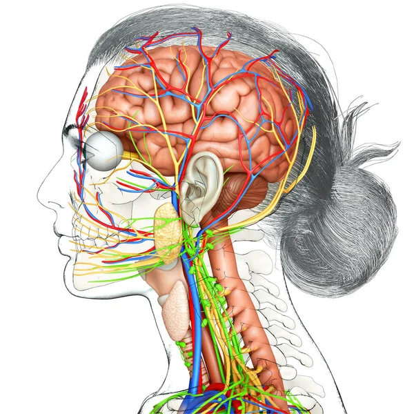 3Dは女性の脳解剖学の医学的に正確なイラストを描きました ストックフォト