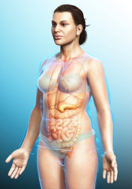 3D üretilmiş, tıbben doğru bir kadın pankreası.