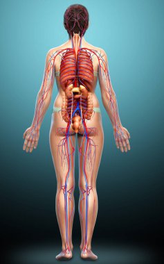 3D, kadın dolaşım sisteminin ve iç organlarının tıbben doğru bir gösterimi.