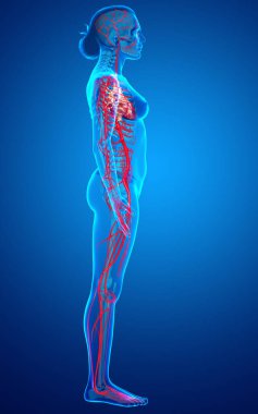 Dişi atardamarların tıbben doğru çizimi 3D