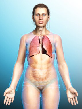 3 boyutlu, tıbbi olarak kadın akciğer anatomisini gösteriyor.