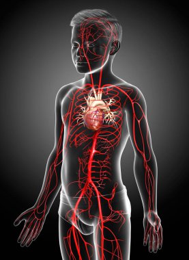 3D, genç erkek atardamarlarının tıbben doğru çizimi.