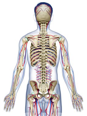 3D, erkek dolaşım ve iskelet sisteminin tıbben doğru çizimi.