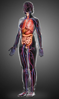 3D, erkek dolaşım sisteminin ve iç organlarının tıbben doğru bir gösterimi.