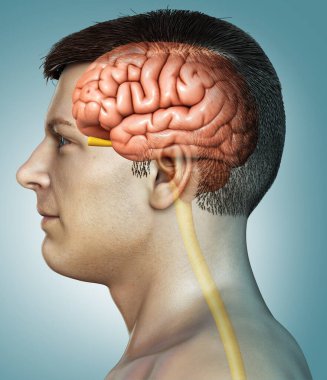3d rendered medically accurate illustration of a male brain anatomy clipart