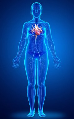 3D, kadın damar anatomisini tıbben doğru gösteriyor.