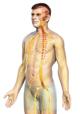 3D, bir erkek sinir sisteminin tıbbi olarak doğru bir gösterimi.