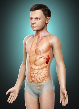3d rendered, medically accurate illustration of a young boy Spleen Anatom clipart