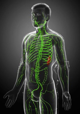 3D, erkek lenf sisteminin tıbben doğru bir çizimi.