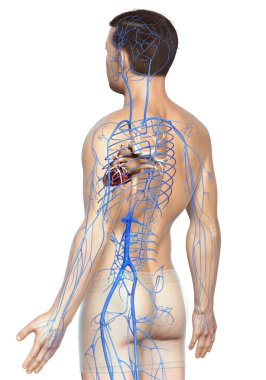 3D, erkek damar anatomisini tıbben doğru gösteriyor.