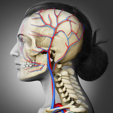 3D, kadın baş dolaşım ve iskelet sisteminin tıbben doğru bir çizimi.
