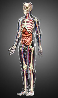 3D, erkek iç organlarının, iskeletinin ve dolaşım sisteminin tıbben doğru bir çizimi.