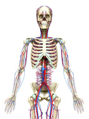 3D, dolaşım ve iskelet sisteminin tıbben doğru çizimi.