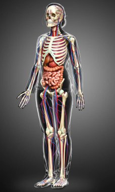 3D, kadın iç organlarının, iskeletinin ve dolaşım sisteminin tıbben doğru bir çizimi.