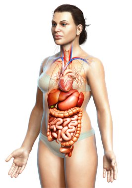 3D tıbbi olarak kadınların sindirim sisteminin ve kalbinin doğru bir gösterimi.