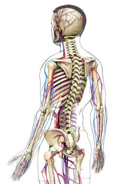 3D, erkek dolaşım ve iskelet sisteminin tıbben doğru çizimi.