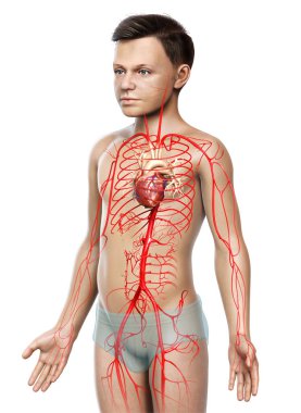 3D, genç erkek atardamarlarının tıbben doğru çizimi.