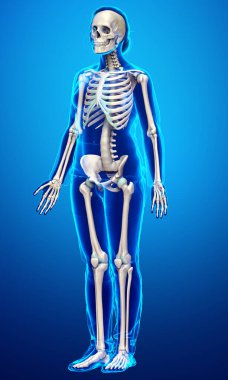 3D üretilmiş, tıbben doğru bir kadın iskelet sistemi çizimi