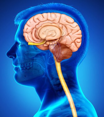 Erkek beyin anatomisinin 3 boyutlu tıbbi çizimi 