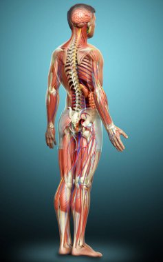 3D, tıbbi olarak erkek anatomisini doğruluyor.