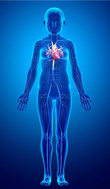 3D, genç kız damar anatomisini tıbben doğru göstermiştir.