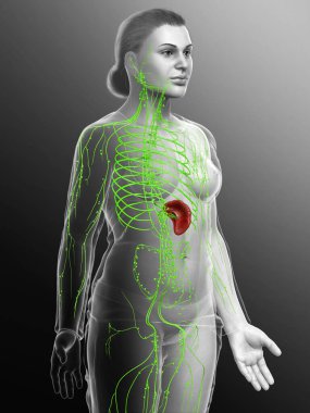 3D, tıbbi olarak bir kadın lenf sisteminin doğru bir çizimi.