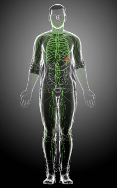 3D, erkek lenf sisteminin tıbben doğru bir çizimi.