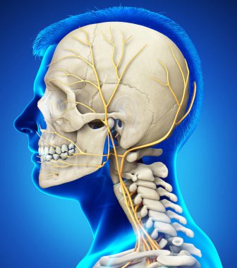 3d rendered medically accurate illustration of male head  nervous system and skeleton system clipart