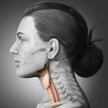 3d rendered medically accurate illustration of the female larynx anatomy  clipart