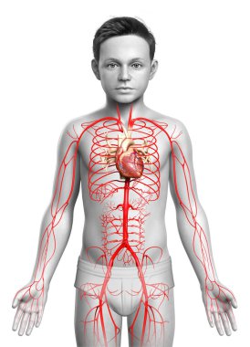 3D, genç erkek atardamarlarının tıbben doğru çizimi.