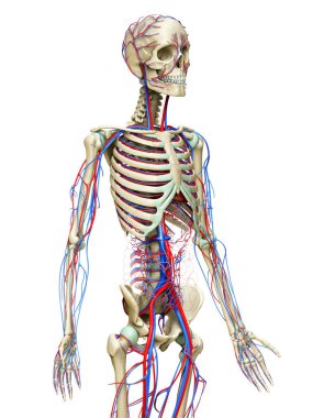 3D, dolaşım ve iskelet sisteminin tıbben doğru çizimi.