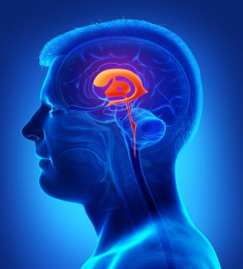 Erkek Beyin Ventrikül Anatomisi 'nin 3 boyutlu tıbbi çizimi 