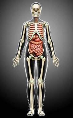 3D, kadın iç organlarının ve iskelet sisteminin tıbben doğru bir gösterimi.